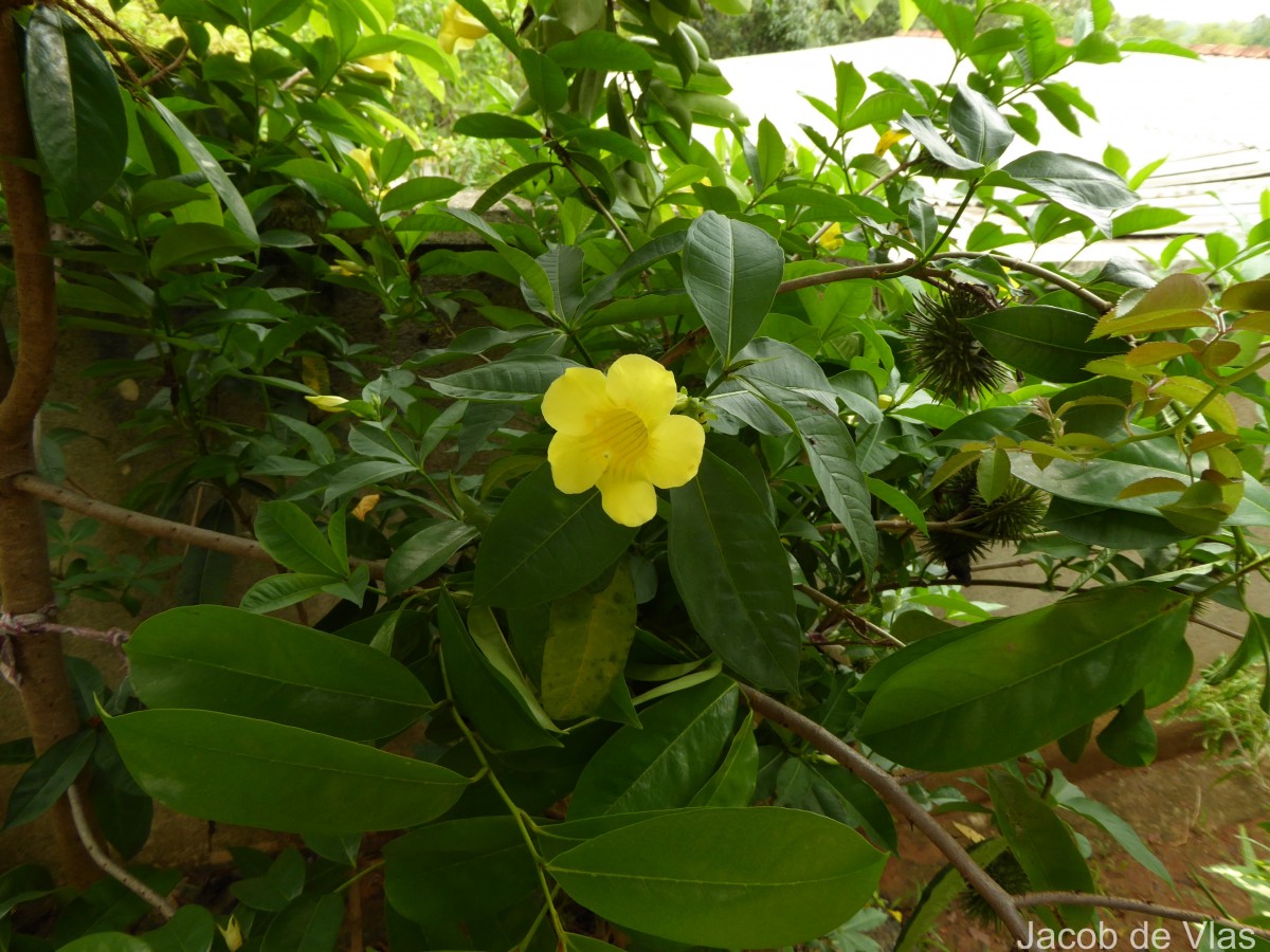Allamanda schottii Pohl